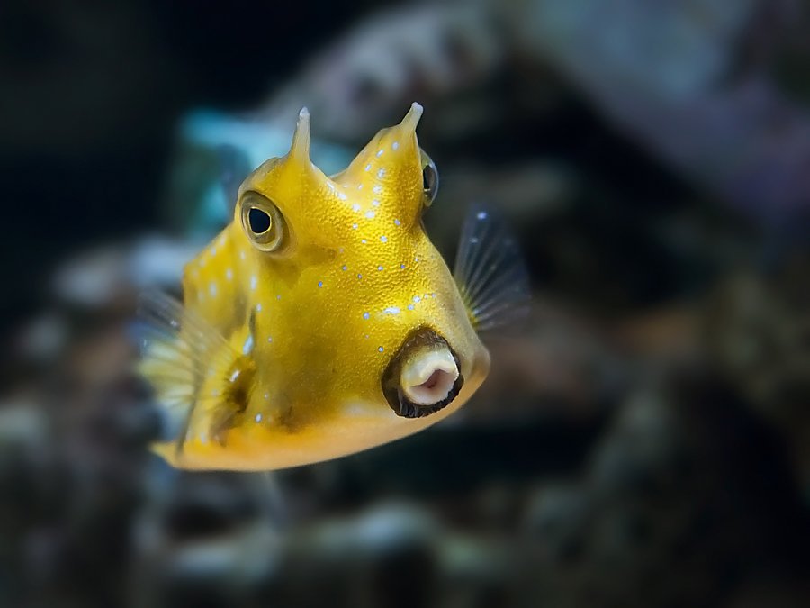 Cowfish