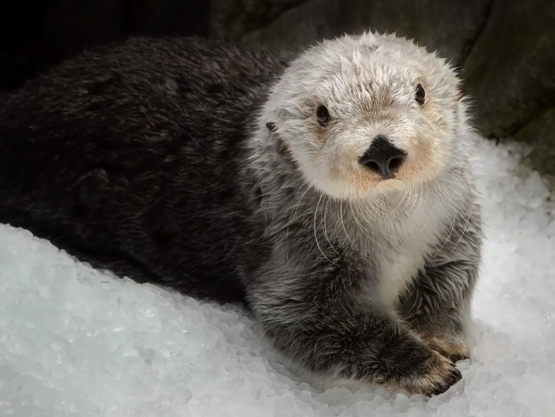 sea otter