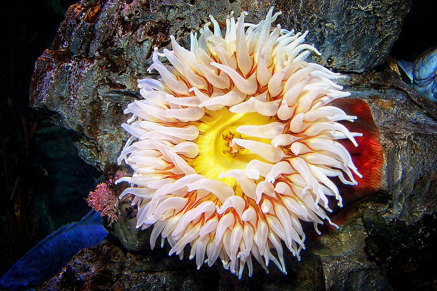 Anemone top view