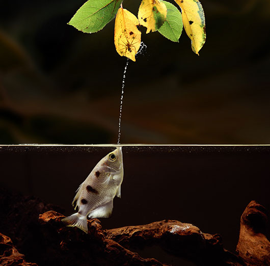 archerfish spitting water at a spider on a leaf above the water