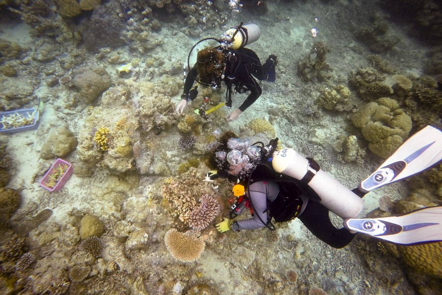 Divers looking at coral