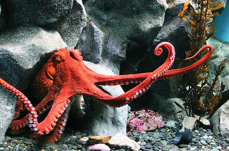 Giant pacific octopus emerging from rocks