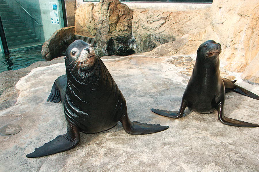 pair of sea lions