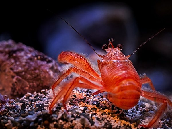 red shrimp on a rock against a black background
