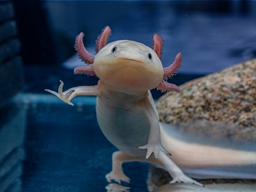 an axolotl with its upper body raised