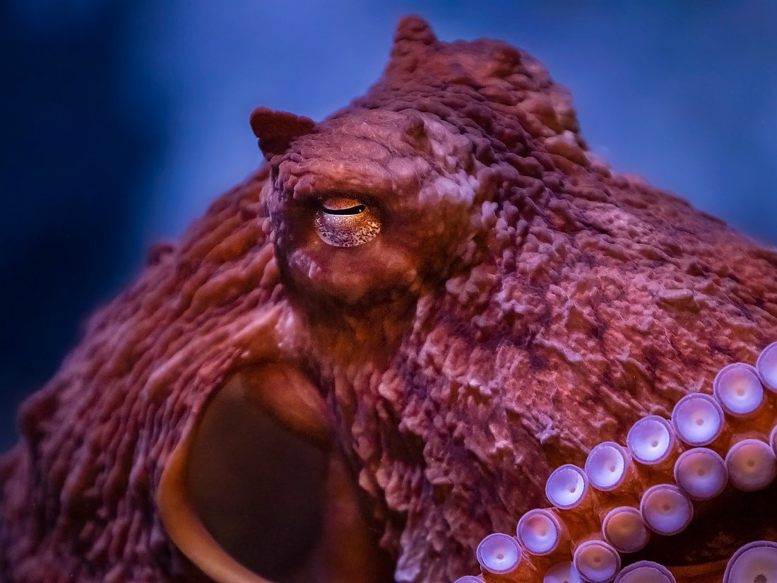 giant pacific octopus close-up