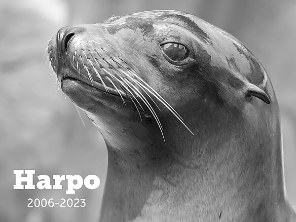 black and white image of harpo the sea lion 2006-2023