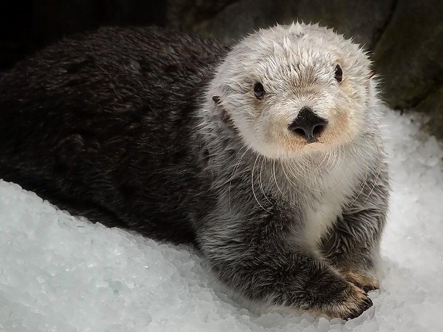 Otter on ice looking at the camera