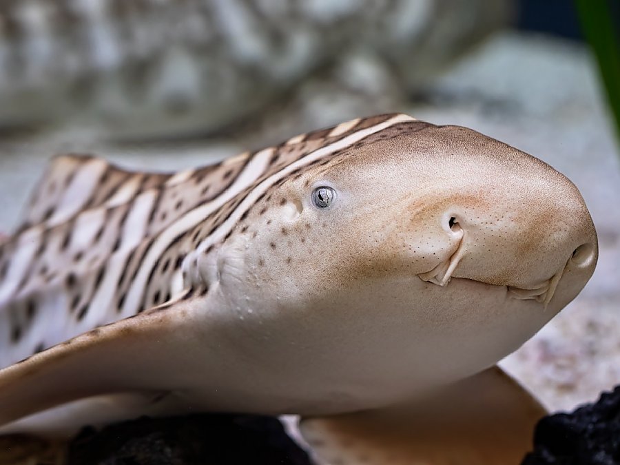 zebra shark pup in tank