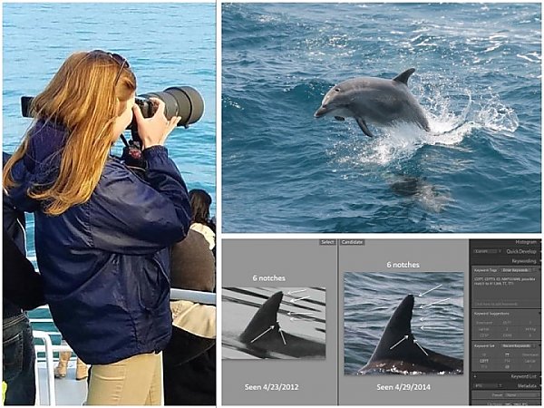 Woman taking photograph, dolphin coming out of water, and analysis of an image