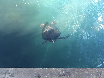 Sea turtle in the water - thumbnail