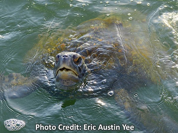 Sea turtle with head coming out of the water