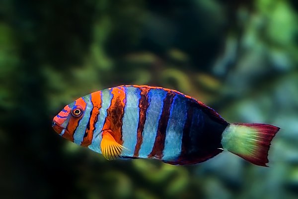 blue and orange colorful fish