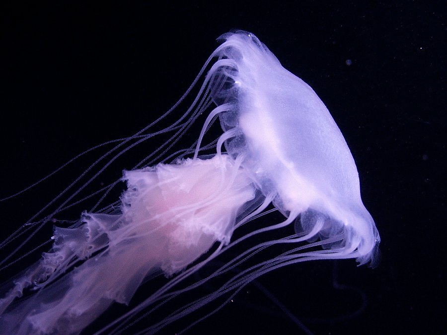 Purple striped jelly