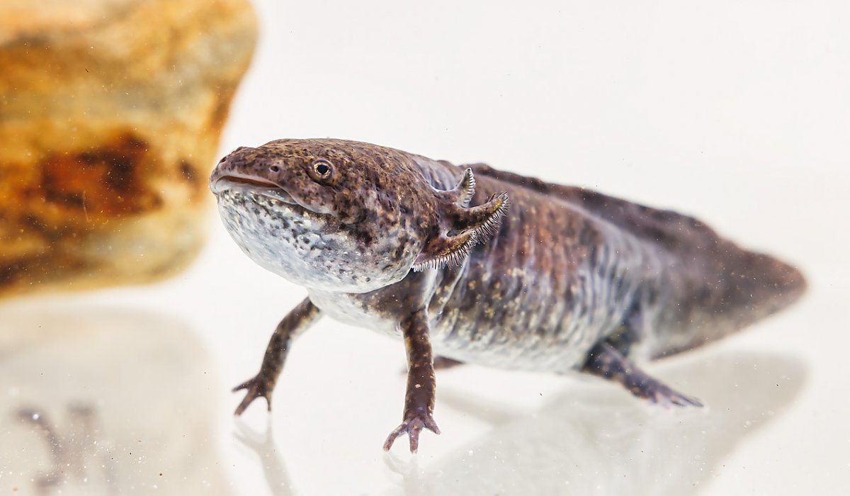 Brownish red salamander with three spike protrusions on the side of its head