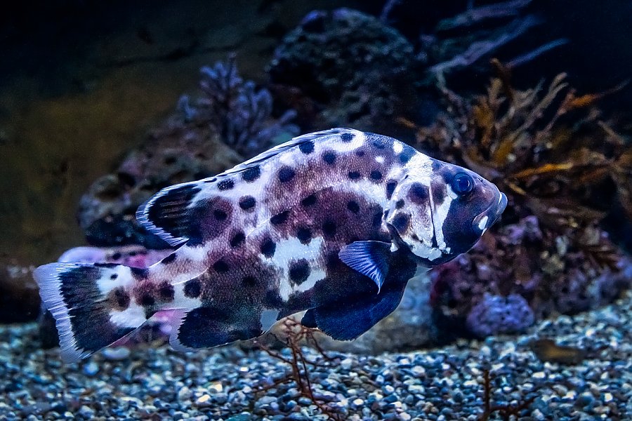 Small purple, black and white sea bass