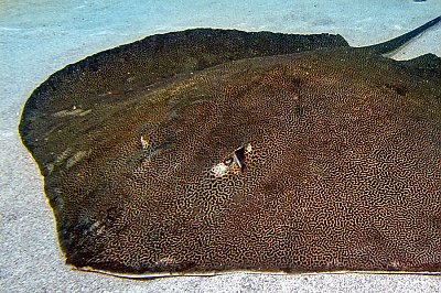 Reticulate Whiptail Ray - thumbnail