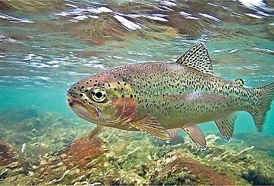 rainbow trout - thumbnail