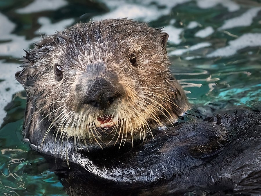 Millie the sea otter