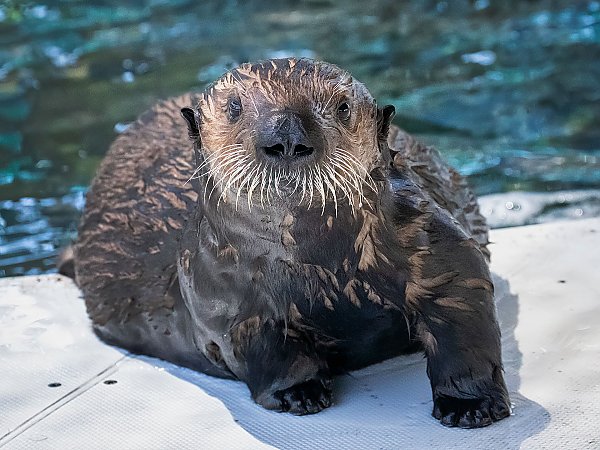 wet otter pup on deck