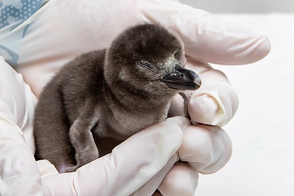Penguin chick rests in white gloved hands