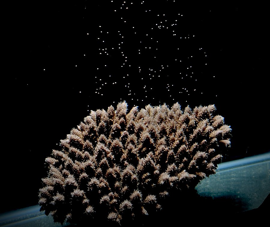 coral_spawning_at_night.jpg