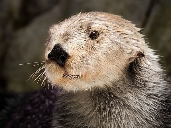 Sea otter close up