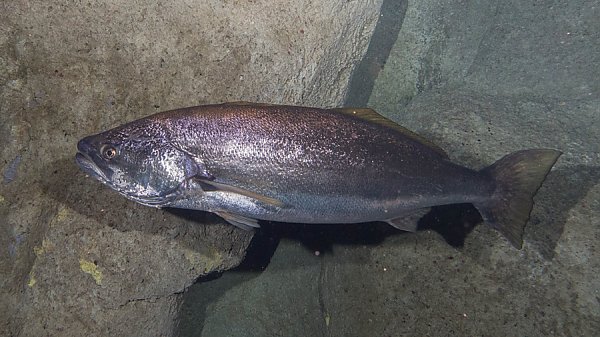 White Sea Bass swimming in front of rocks