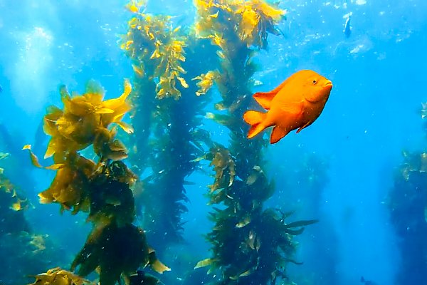 Orange Garibaldi fish swimming in kelp forest