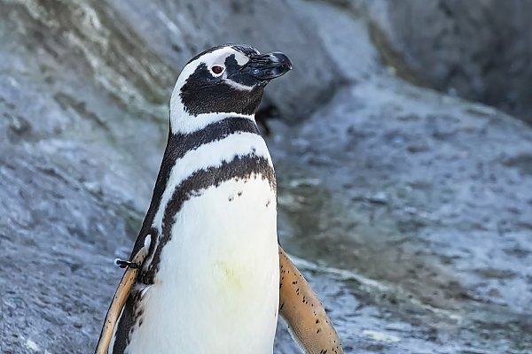 Penguin in front of rocky background