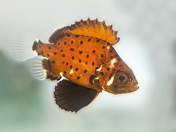 Baby giant sea bass