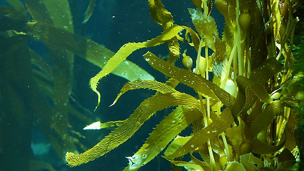 Sunlight striking giant kelp