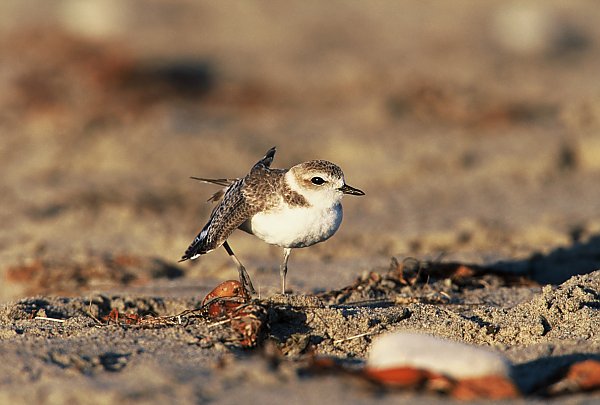 Western snowy plover standing on sand with extended wing