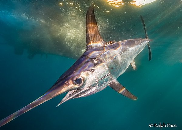 Swordfish swimming close