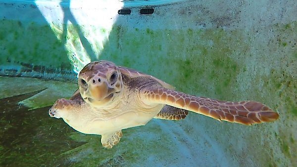 Char Char sea turtle