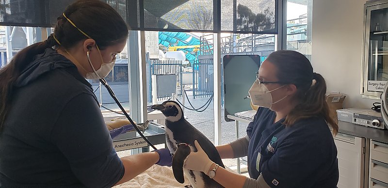 Penguin being examed by two staff members in the Aquarium