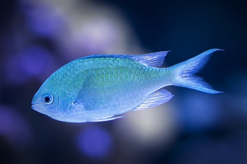 blue fish on dark background
