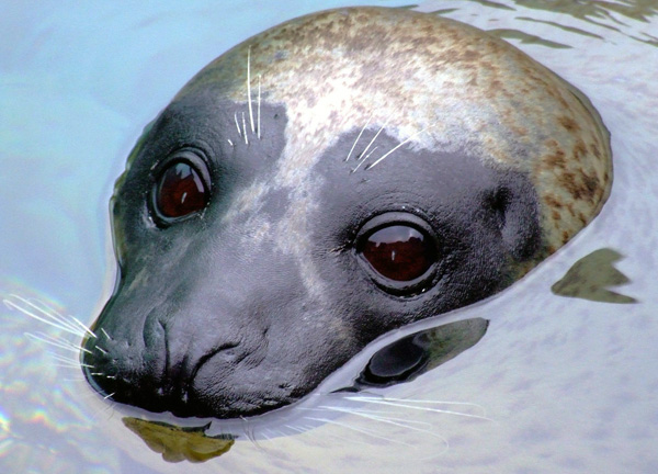 Harbor Seal