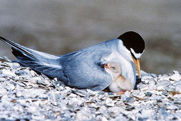 California least tern nesting